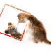 Kitten with mirror on white background