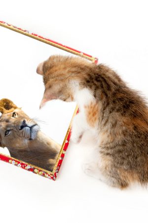 Kitten with mirror on white background