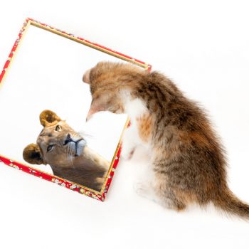 Kitten with mirror on white background