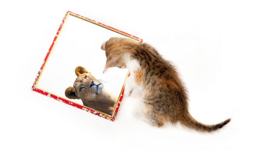 Kitten with mirror on white background